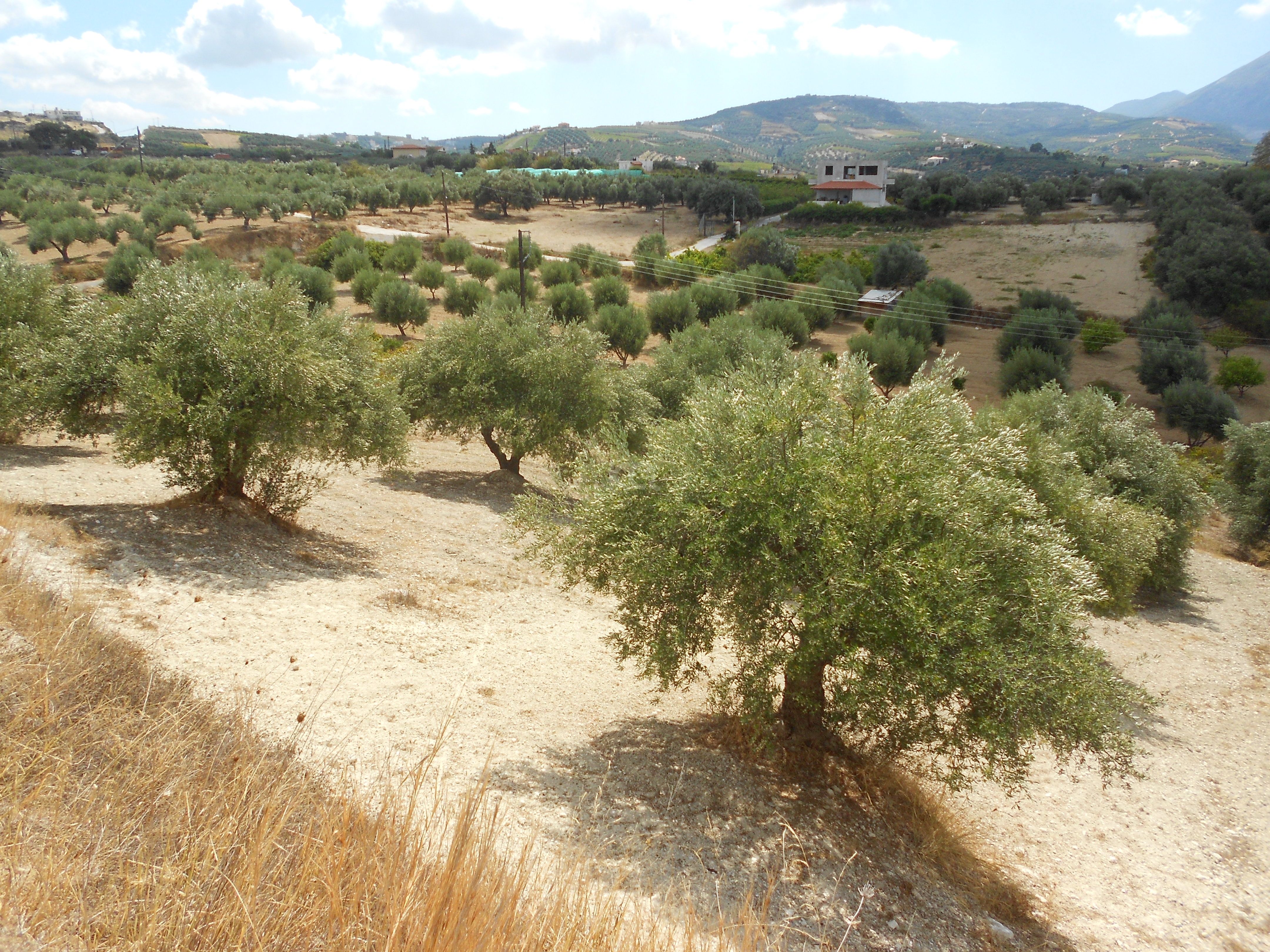 εικόνα αγγελίας