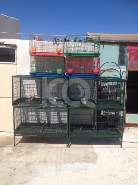 εικόνα αγγελίας