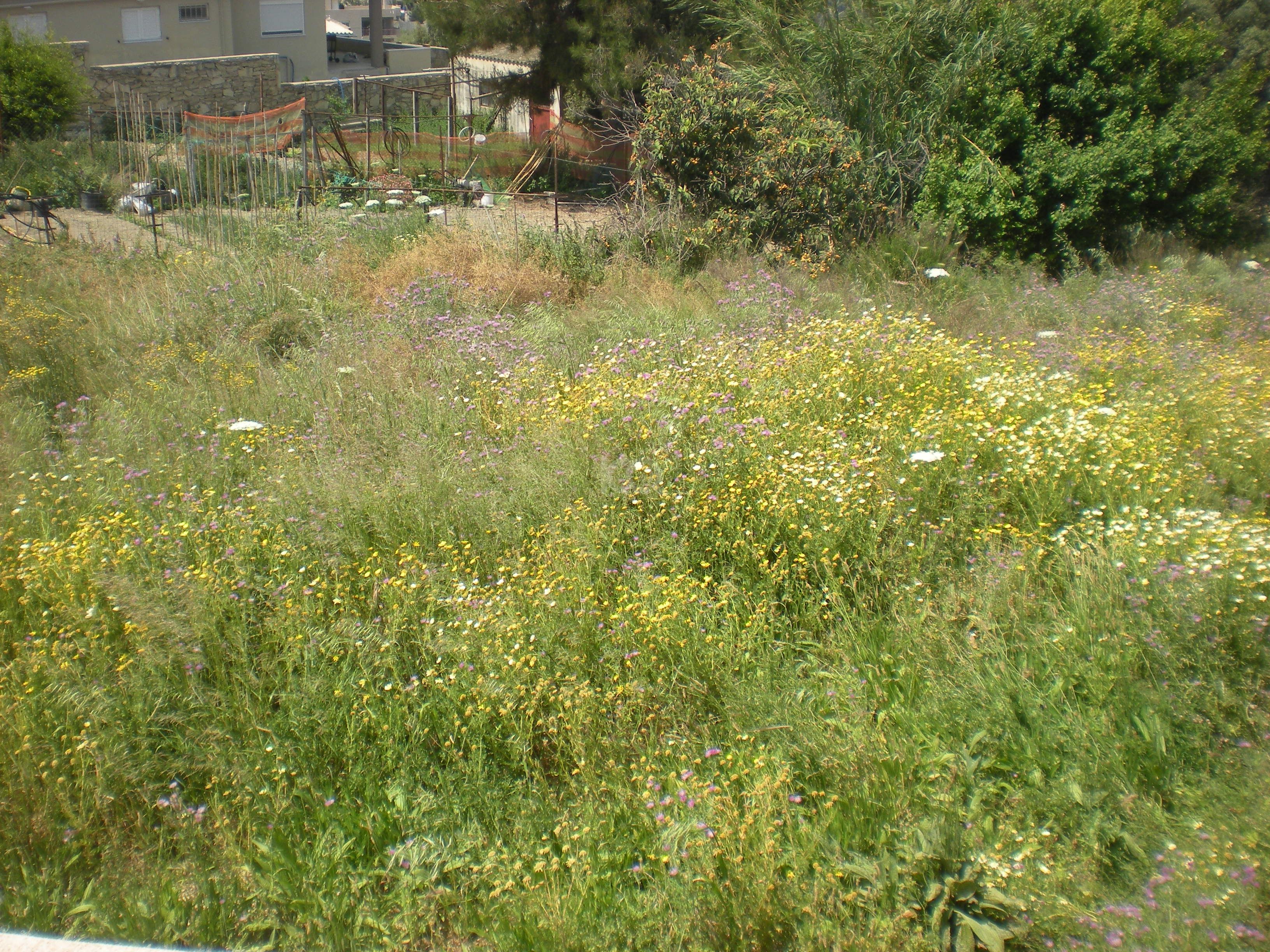 εικόνα αγγελίας