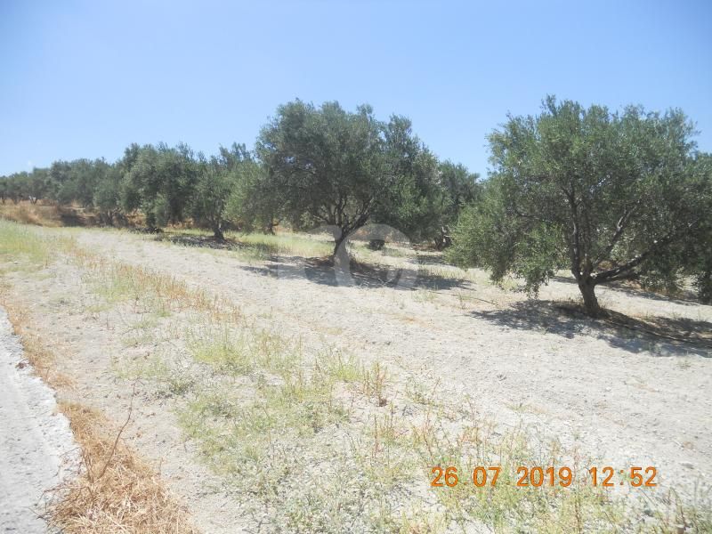 εικόνα αγγελίας