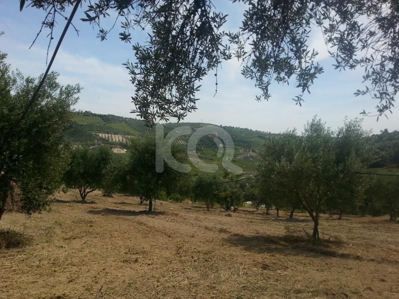 εικόνα αγγελίας